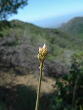 Ehrendorferia chrysantha Bud